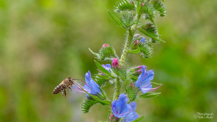 im Anflug, Biene an Natternkopf