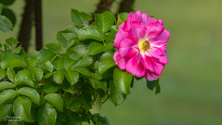 im Schlosspark von Weesenstein_02