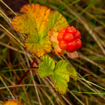 Moltebeere, das Gold des Nordens