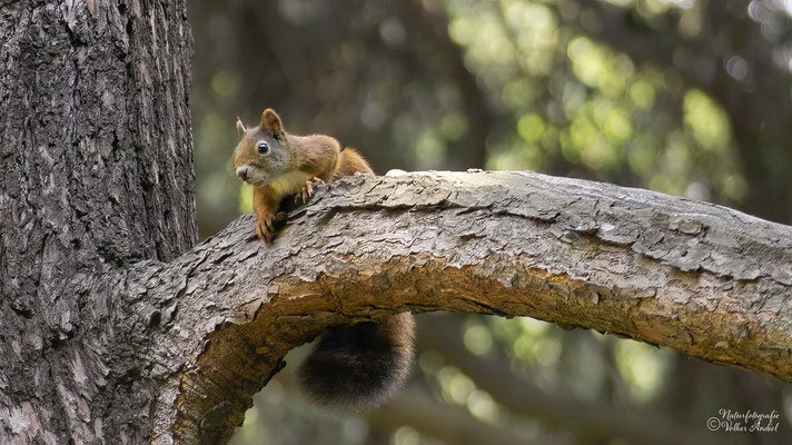 Neugier, Eichhörnchen im Schlosspark Pillnitz