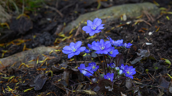 Leberblümchen