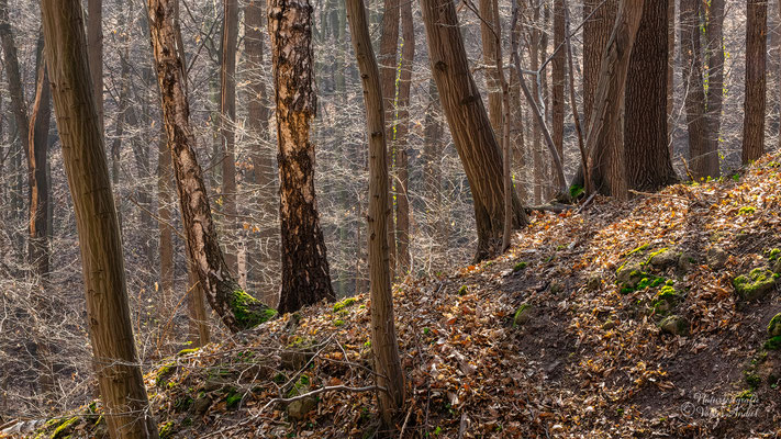 leuchtende Zweige in der Frühlingssonne, Spaargründe bei Dohna