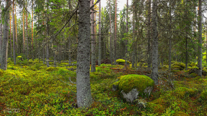 Blaubeerwald bei Örebro, Mittelschweden