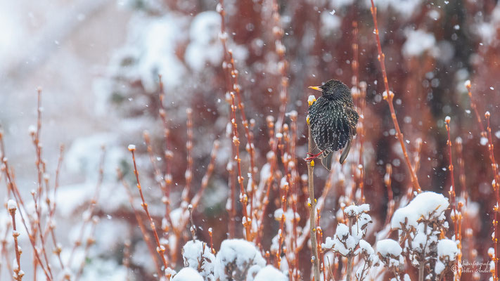 Star nach Wintereinbruch im Frühling