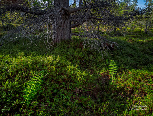 Schachtelhalm im Morgenlicht, Wandergebiet Bankenes, Sørstraumen