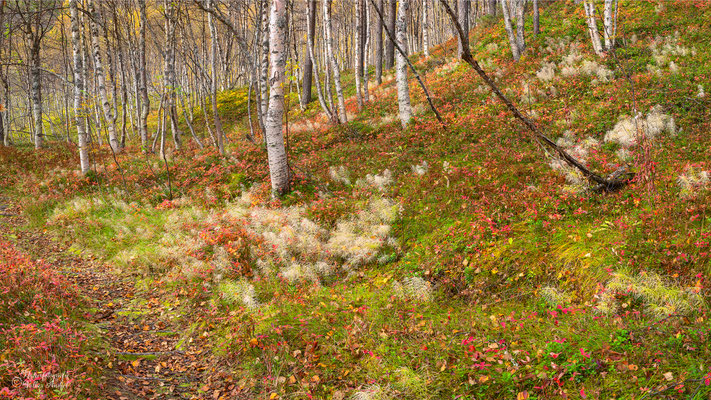 heller Schachtelhalm und rotgefärbter schwedischer Hartriegel, Birkenwald in Nordnorwegen