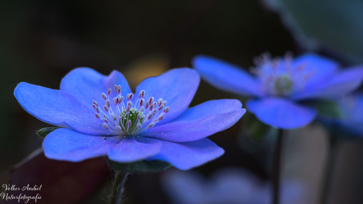 Leberblümchen