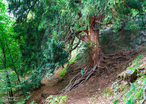 1000jährige Eibe am Hang des Lederberges bei Schlottwitz, Sachsen (1000 Jahre ist sie allerdings noch nicht)