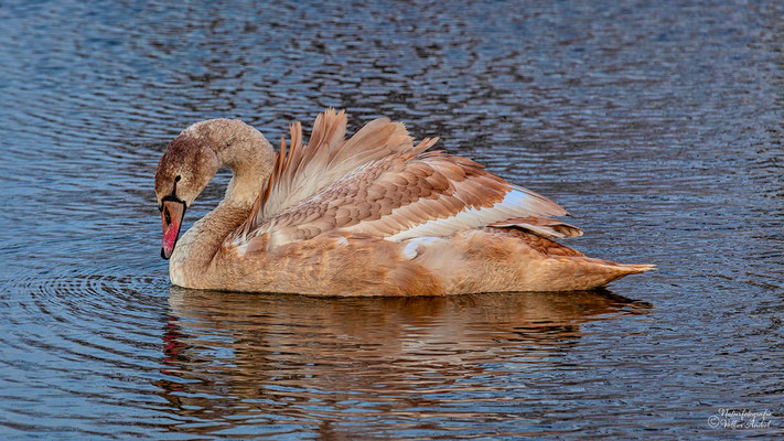 Schwan