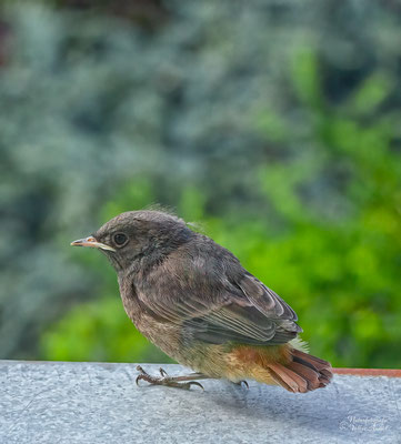 junge Amsel