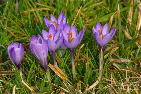 Frühling