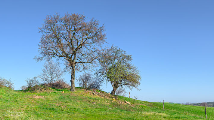 Frühling bei Cunnersdorf (Glashütte)