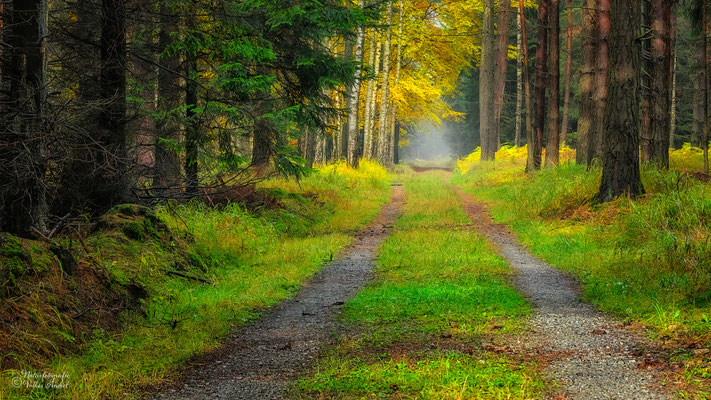 Waldweg im Herbst, Elbsandsteingebirge