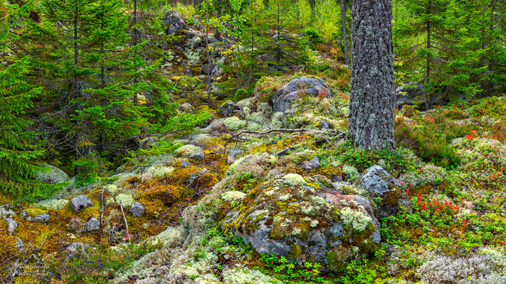 im schwedischen Wald