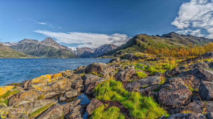 leuchtende Grasbüschel am Øksfjord