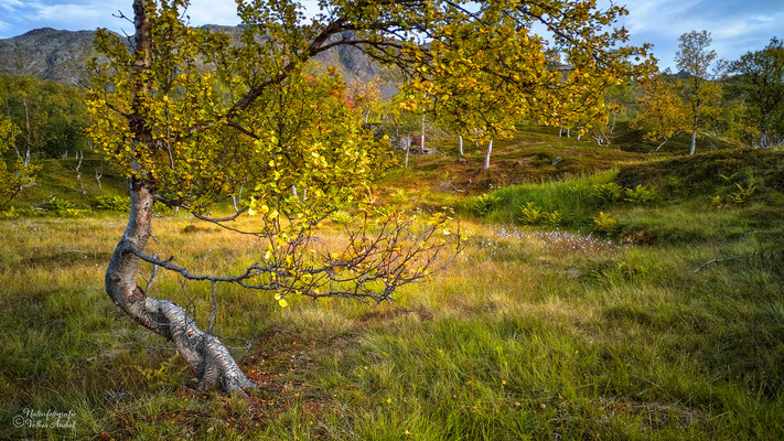 Birkenwald mit Wollgras, Nordnorwegen