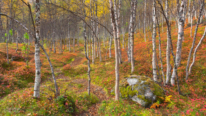 prachtvolle Herbstfärbung, Nordnorwegen