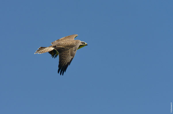 BUSE VARIABLE