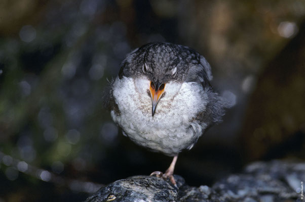 CINCLE PLONGEUR immature