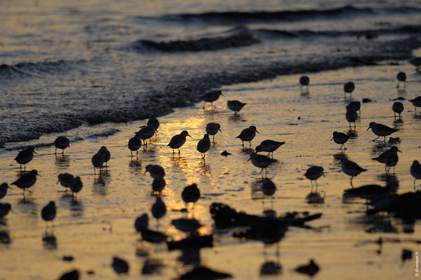 BÉCASSEAU SANDERLING