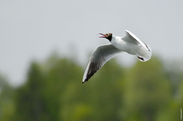 MOUETTE RIEUSE