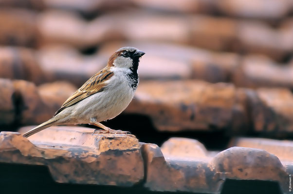 MOINEAU DOMESTIQUE