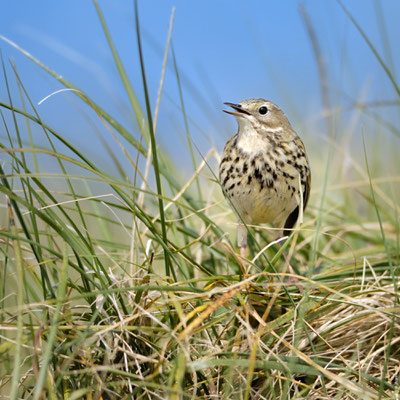 PIPIT FARLOUSE