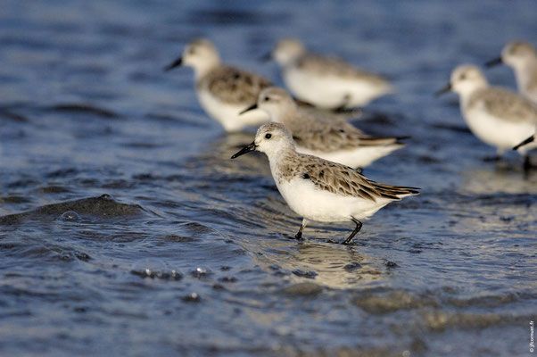 BÉCASSEAU SANDERLING