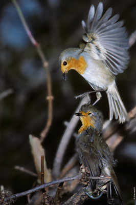 ROUGEGORGE FAMILIER attaque d'un individu mort placé intentionnellement sur le territoire d'un adulte