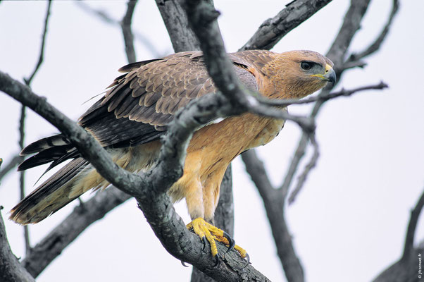 AIGLE DE BONELLI immature