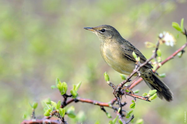 LOCUSTELLE TACHETÉE