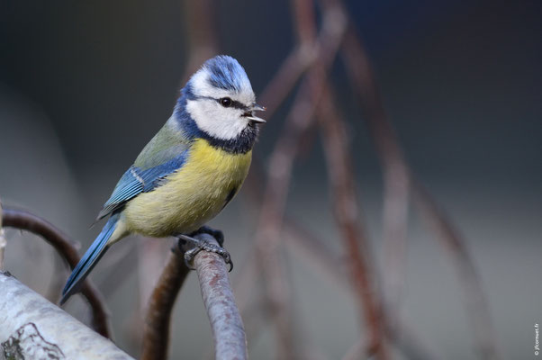 MÉSANGE BLEUE