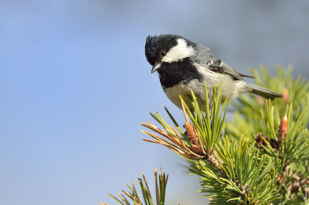 MÉSANGE NOIRE