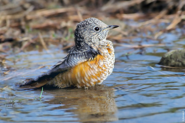 MONTICOLE DE ROCHE immature au bain