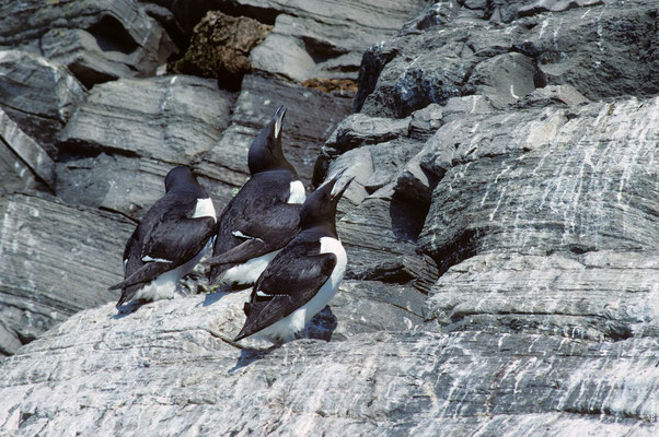 GUILLEMOT DE TROÏL