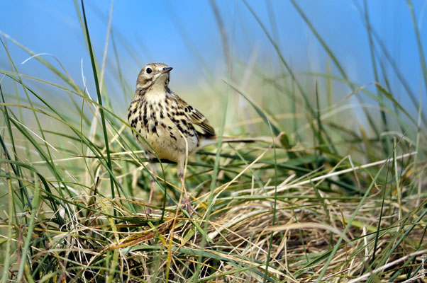 PIPIT FARLOUSE