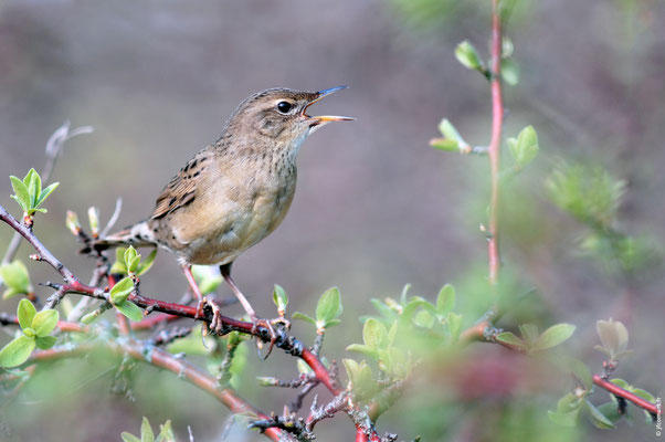 LOCUSTELLE TACHETÉE