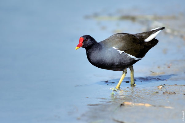 POULE D'EAU