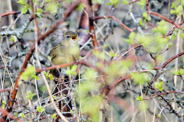 LOCUSTELLE TACHETÉE