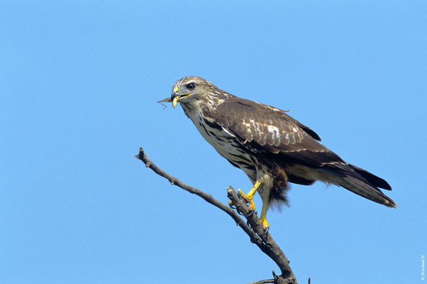 BUSE VARIABLE