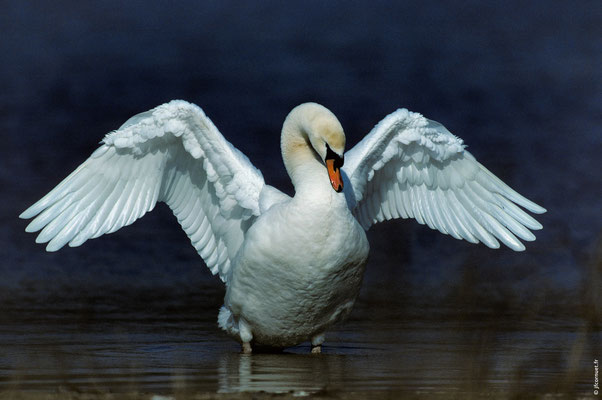 CYGNE TUBERCULÉ
