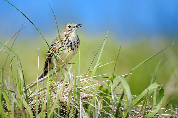 PIPIT FARLOUSE