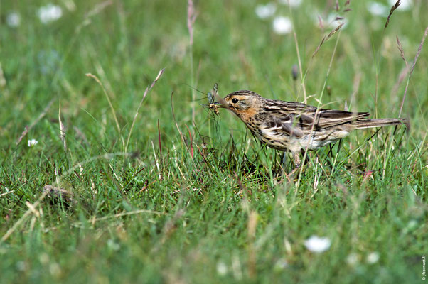 PIPIT À GORGE ROUSSE