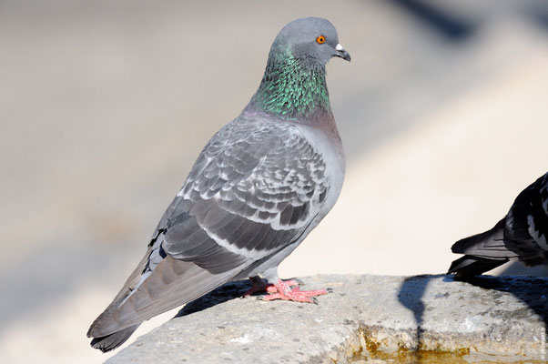 PIGEON DOMESTIQUE