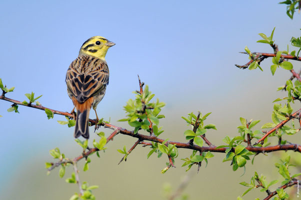 BRUANT JAUNE mâle