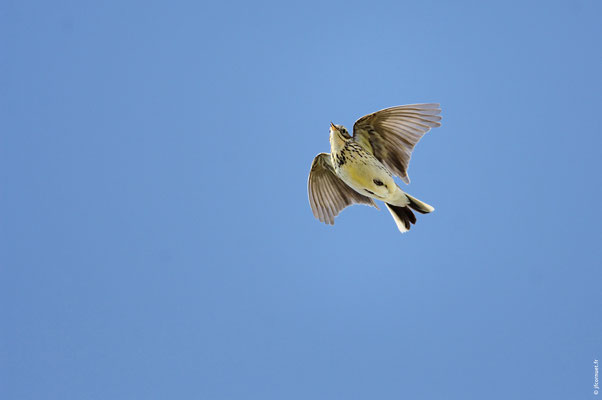 PIPIT FARLOUSE