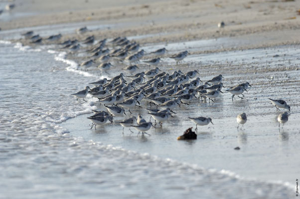 BÉCASSEAU SANDERLING