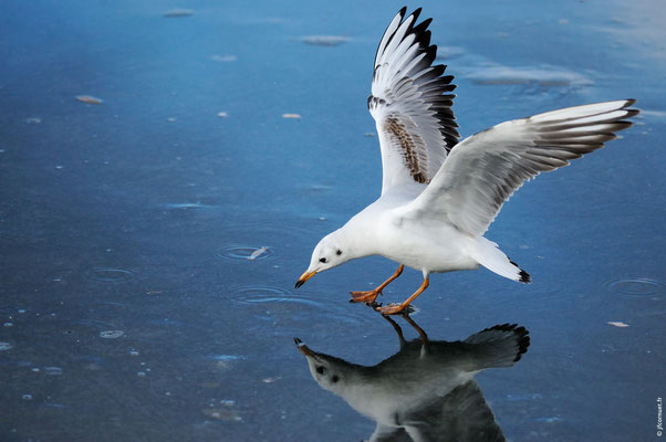 MOUETTE RIEUSE