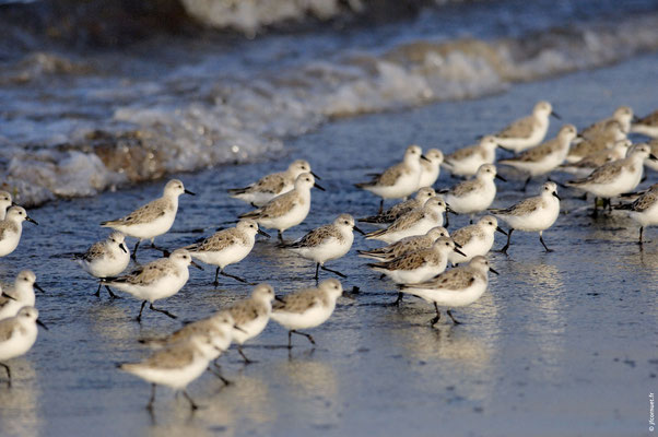 BÉCASSEAU SANDERLING