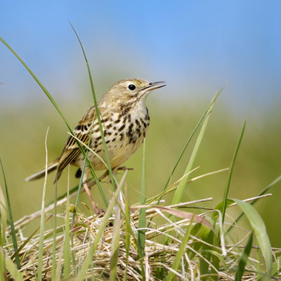 PIPIT FARLOUSE